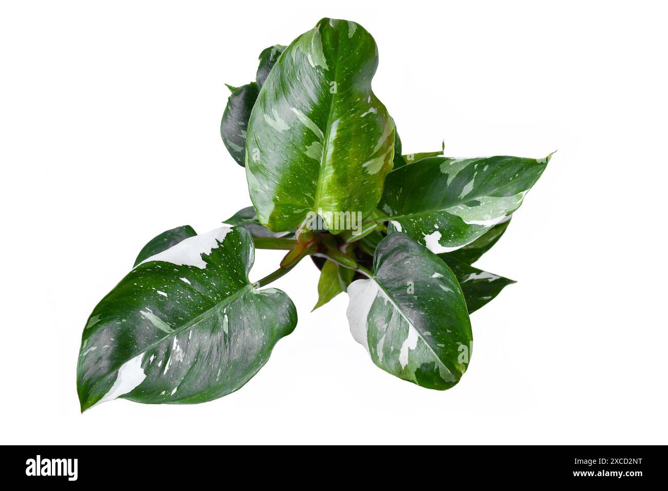 marble queen pothos plant Buy Marble Queen Pothos main image 0
