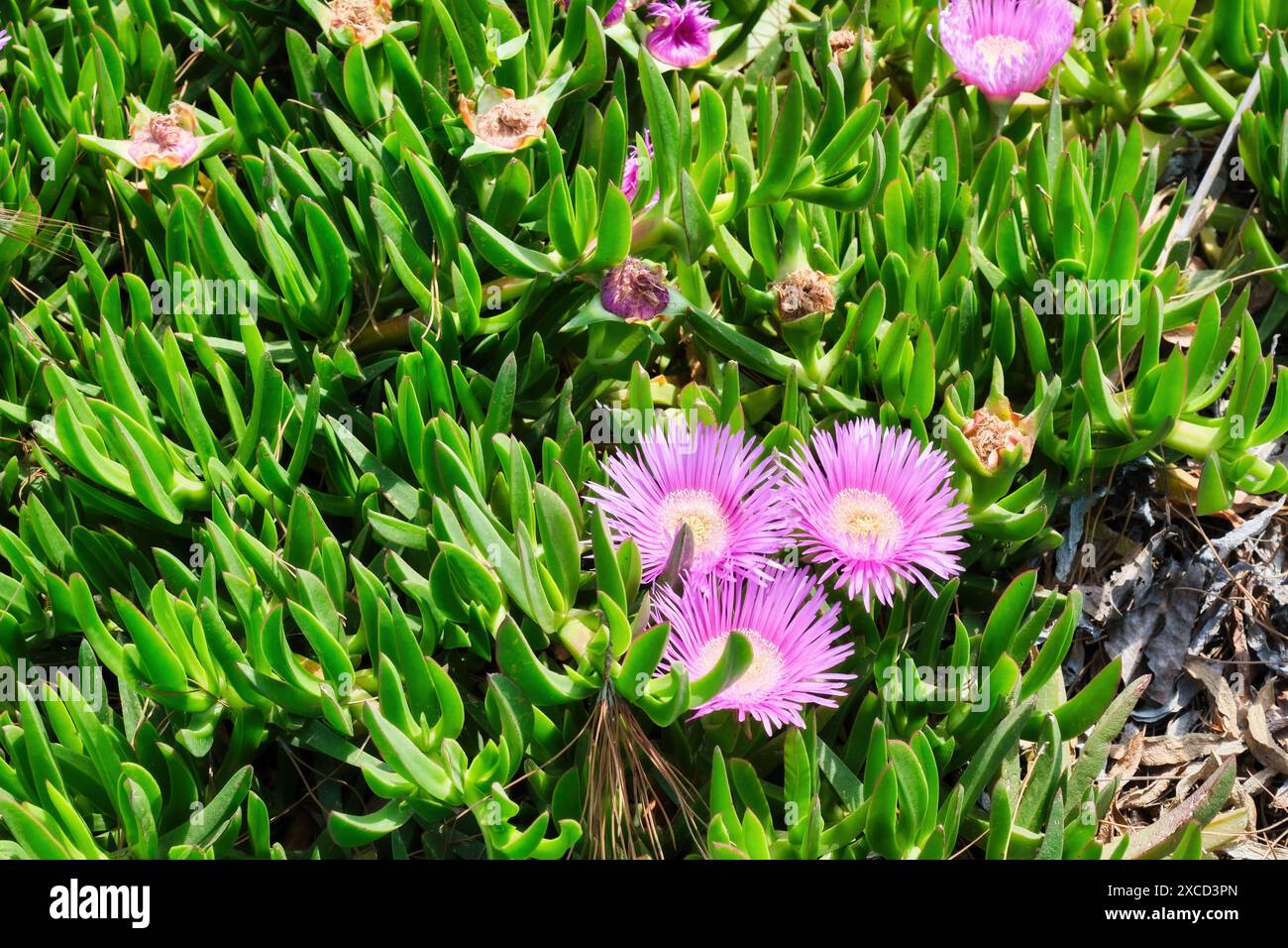 Schöne lila Blüten von Carpobrotus mit grünen saftigen Blättern. Stockfoto