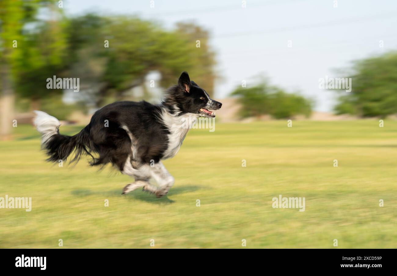 Schwarz-weiß-Miniatur-amerikanischer Schäferhund, der im Park läuft Stockfoto