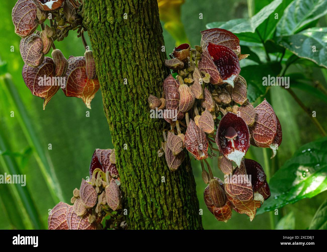 Aristolochia Arborea (Aristolochia salvadorensis) auch Darth Vader Pflanze. Botanischer Garten Heidelberg, Baden Württemberg, Deutschland Stockfoto