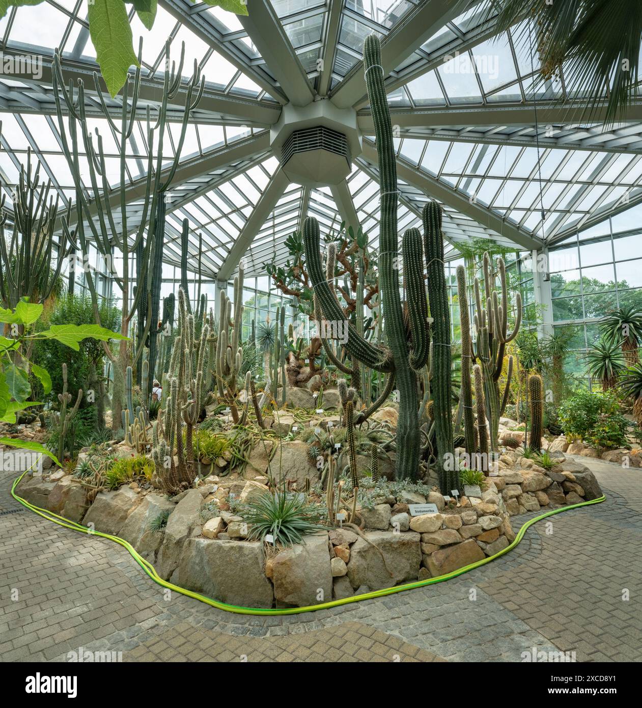 Der Palmengarten in Frankfurt am Main (Botanischer Garten). Blick im Gewächshaus. Hessen, Deutschland, Europa Stockfoto