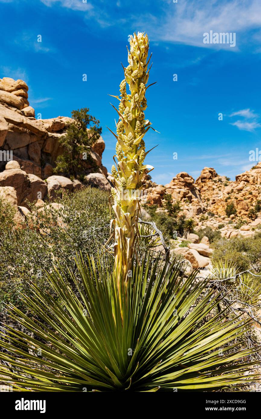 Blühender Chaparral Yucca; Hesperoyucca whipplei; Joshua Tree National Park, Kalifornien, USA Stockfoto