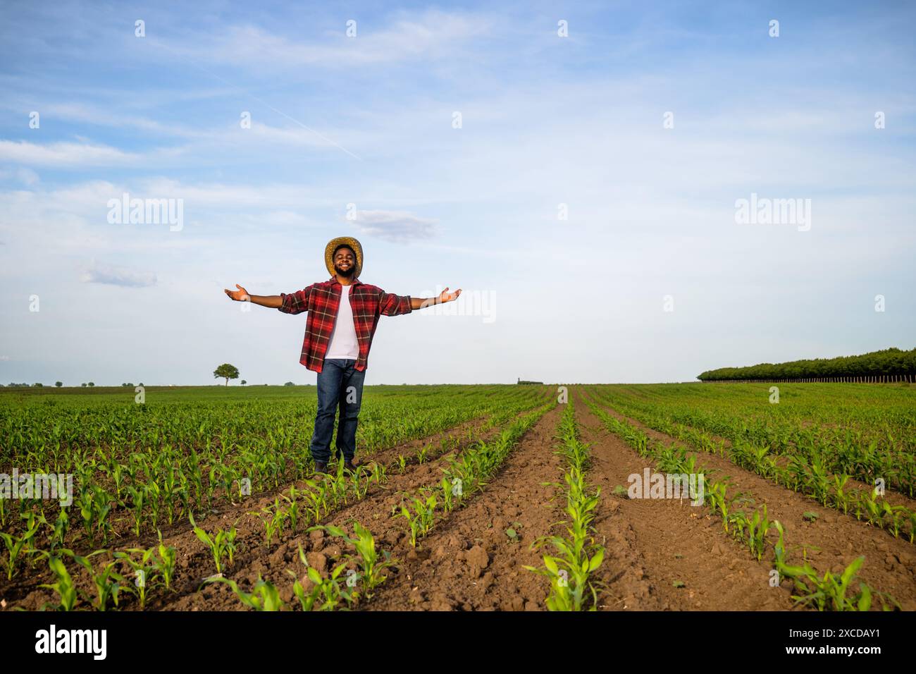 Ein junger glücklicher Bauer mit ausgestreckten Armen steht auf seinem wachsenden Maisfeld. Stockfoto