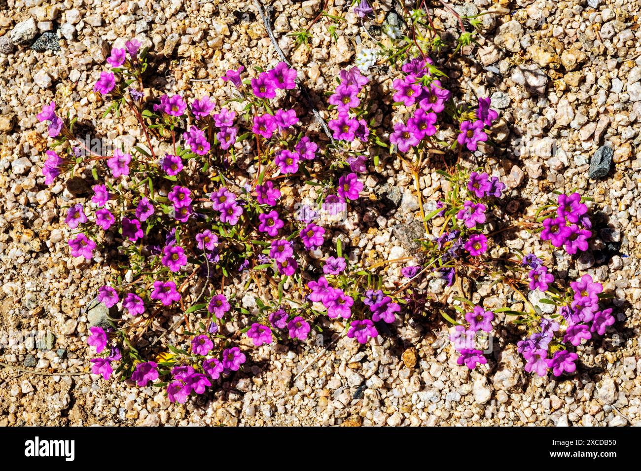 Purplemat; Nama demissum; in voller Blüte; Oshua Tree National Park; Kalifornien; USA Stockfoto