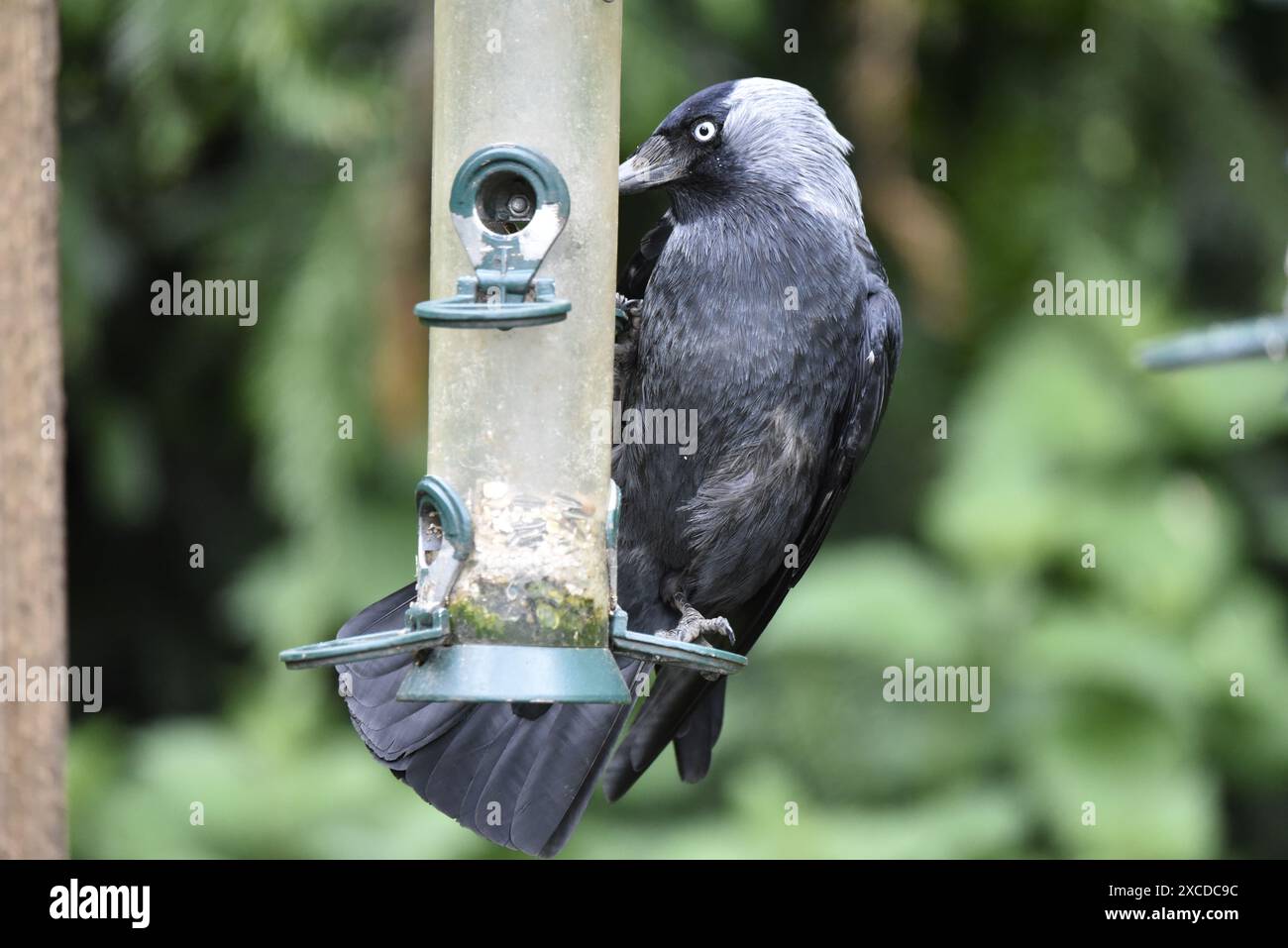 Bild eines westlichen Jackdaw (Corvus monedula), der sich im Frühjahr an der rechten Seite des Samenfutters in einem britischen Park festhält Stockfoto