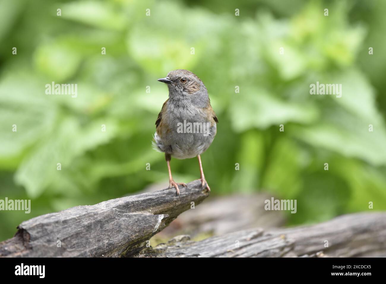 Bild eines Dunnocks (Prunella modularis), der auf der zerklüfteten Kante eines abfallenden Holzes steht, mit dem Kopf nach links gerichtet, aufgenommen in Großbritannien Stockfoto