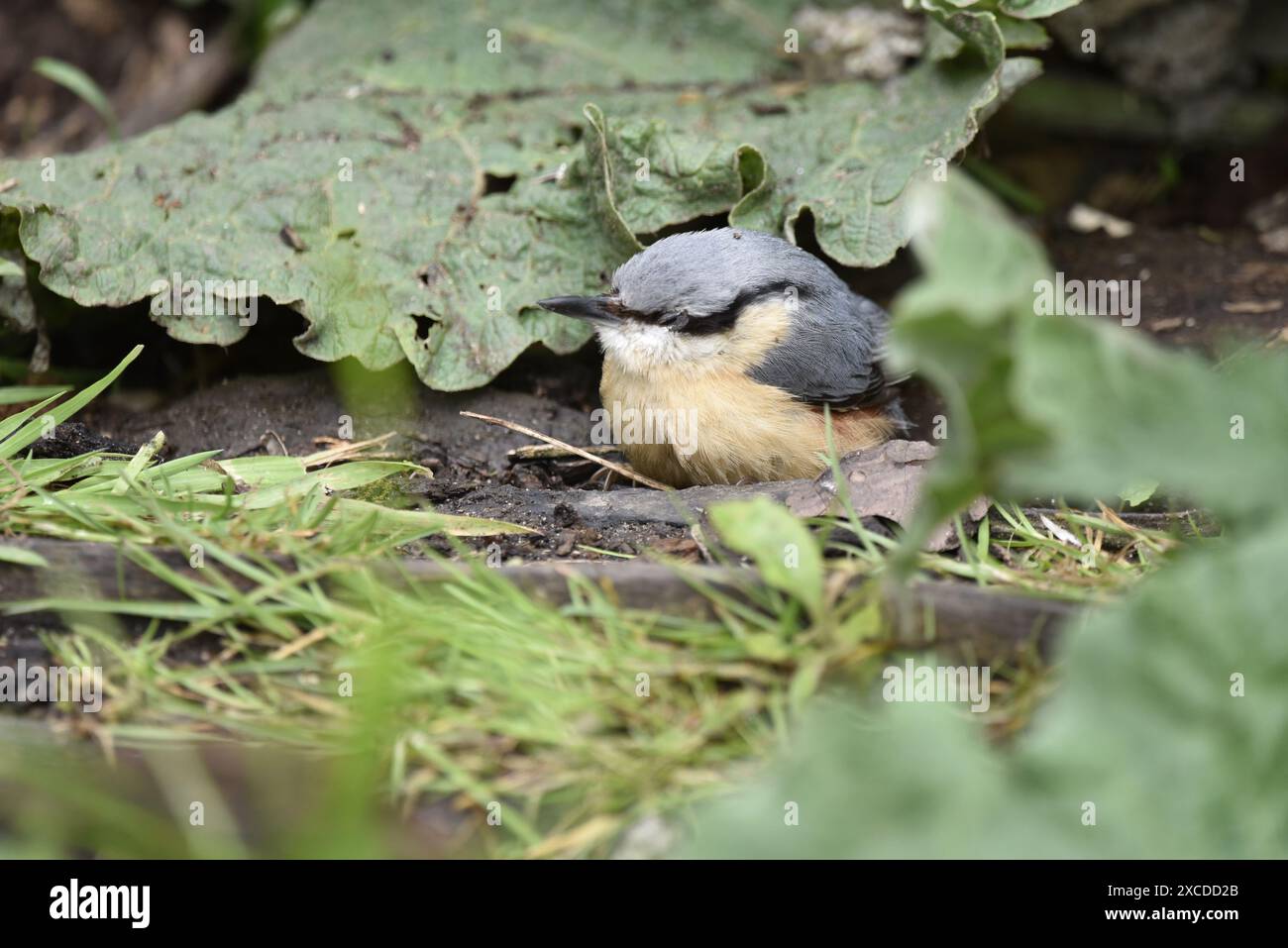 Die junge Eurasische Nuthatch (Sitta europaea) hat sich im linken Profil auf Waldboden zwischen grünem Laub gedrängt, das im Mai in Großbritannien aufgenommen wurde Stockfoto