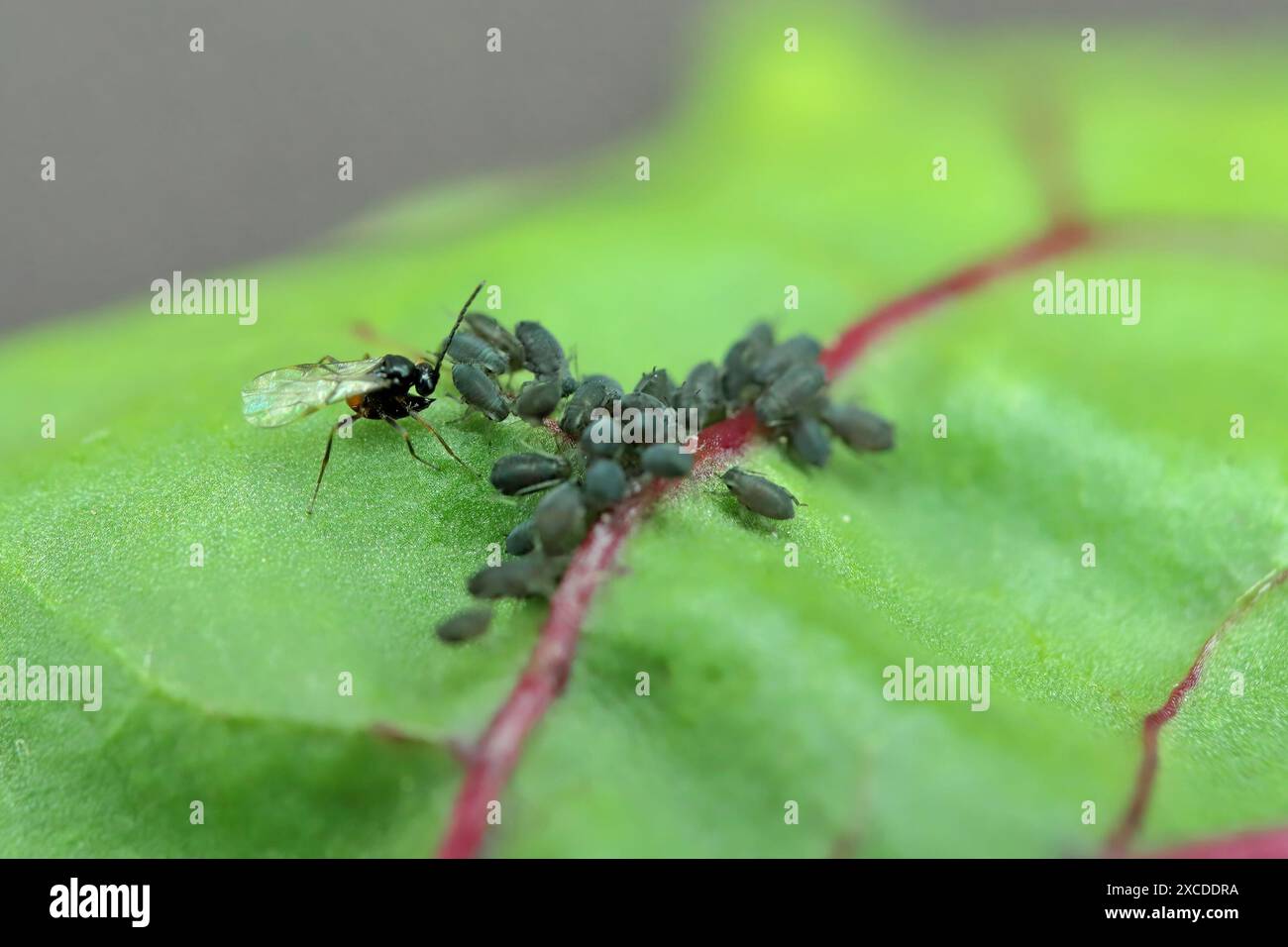 Winzige Parasitoide Wespe, die Blattläuse als Wirte verwenden Aphidiidae, Aphidiinae. Ein Weibchen, das Eier auf Blattlaus der schwarzen Bohnen legt, Aphis fabae. Stockfoto