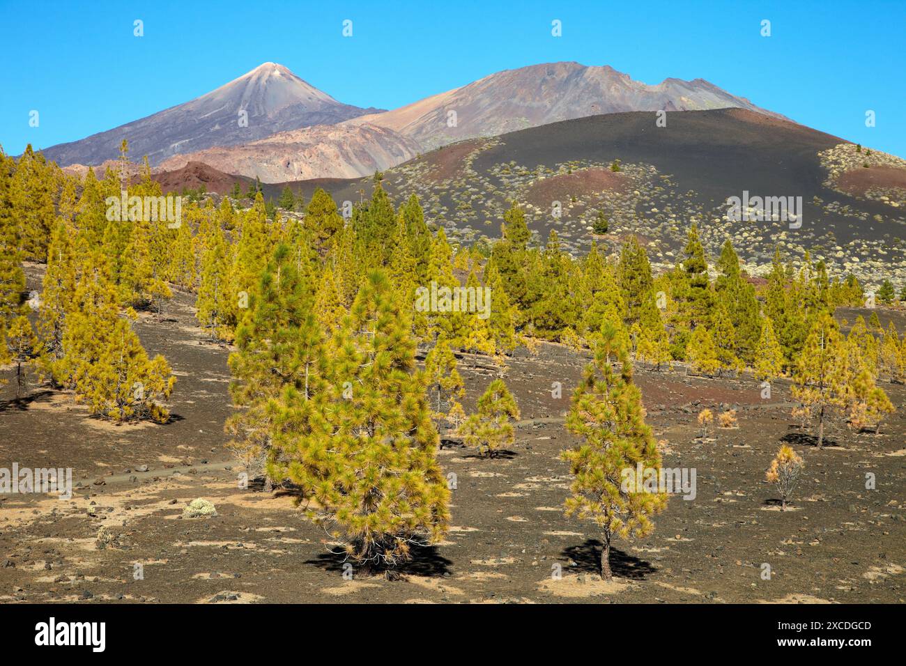 Pinus Canariensis, Pino Canario, Pico del Teide, der Nationalpark El Teide, Teneriffa, Kanarische Inseln, Spanien Stockfoto