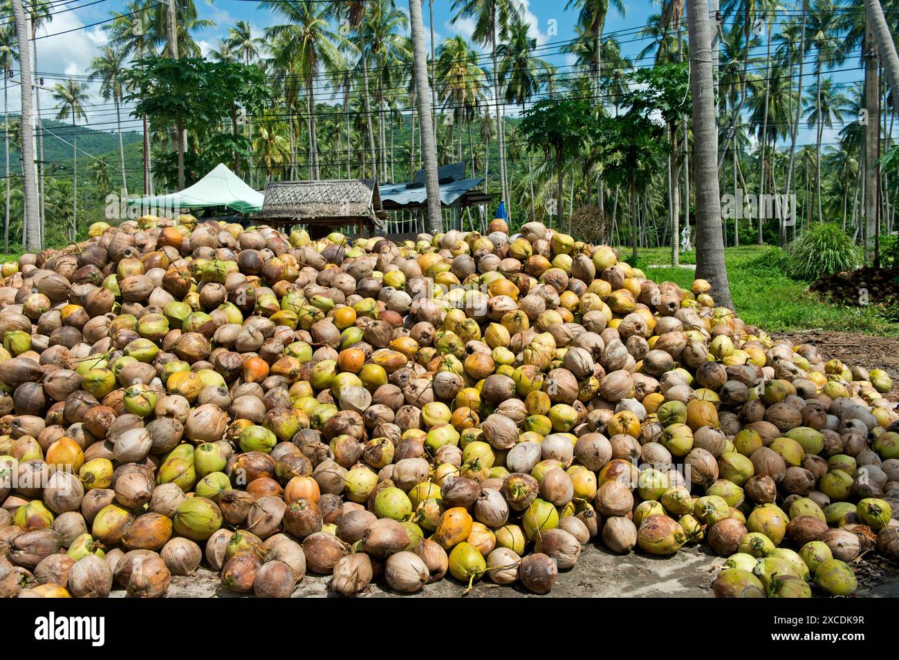 Ein Haufen frischer Kokosnüsse, Früchte der Kokospalme (Cocos nucifera), für die Kopra-Produktion, Koh Samui, Thailand Stockfoto