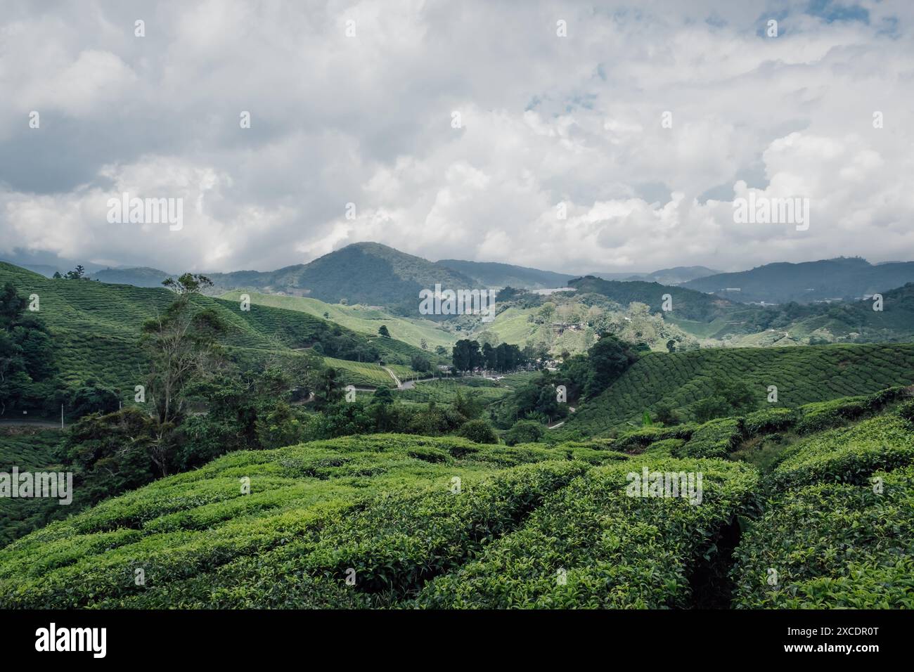 Beobachtung der Teeplantagen in den Cameron Highlands in Malaysia Stockfoto