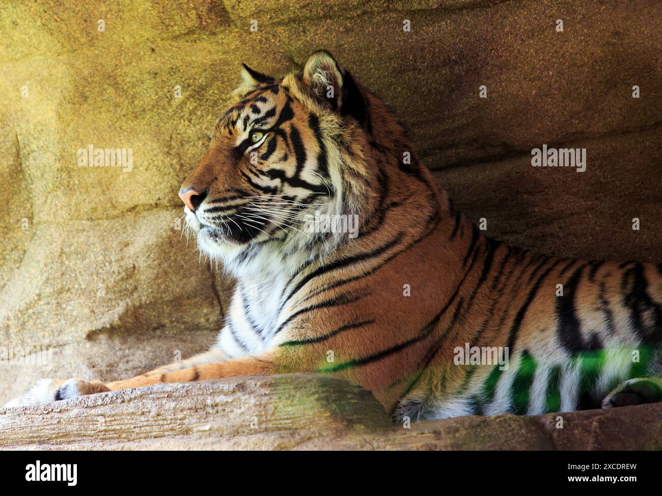 Seitenprofil eines wunderschönen Sumatra-Tigers, der auf einer Steinmauer ruht Stockfoto