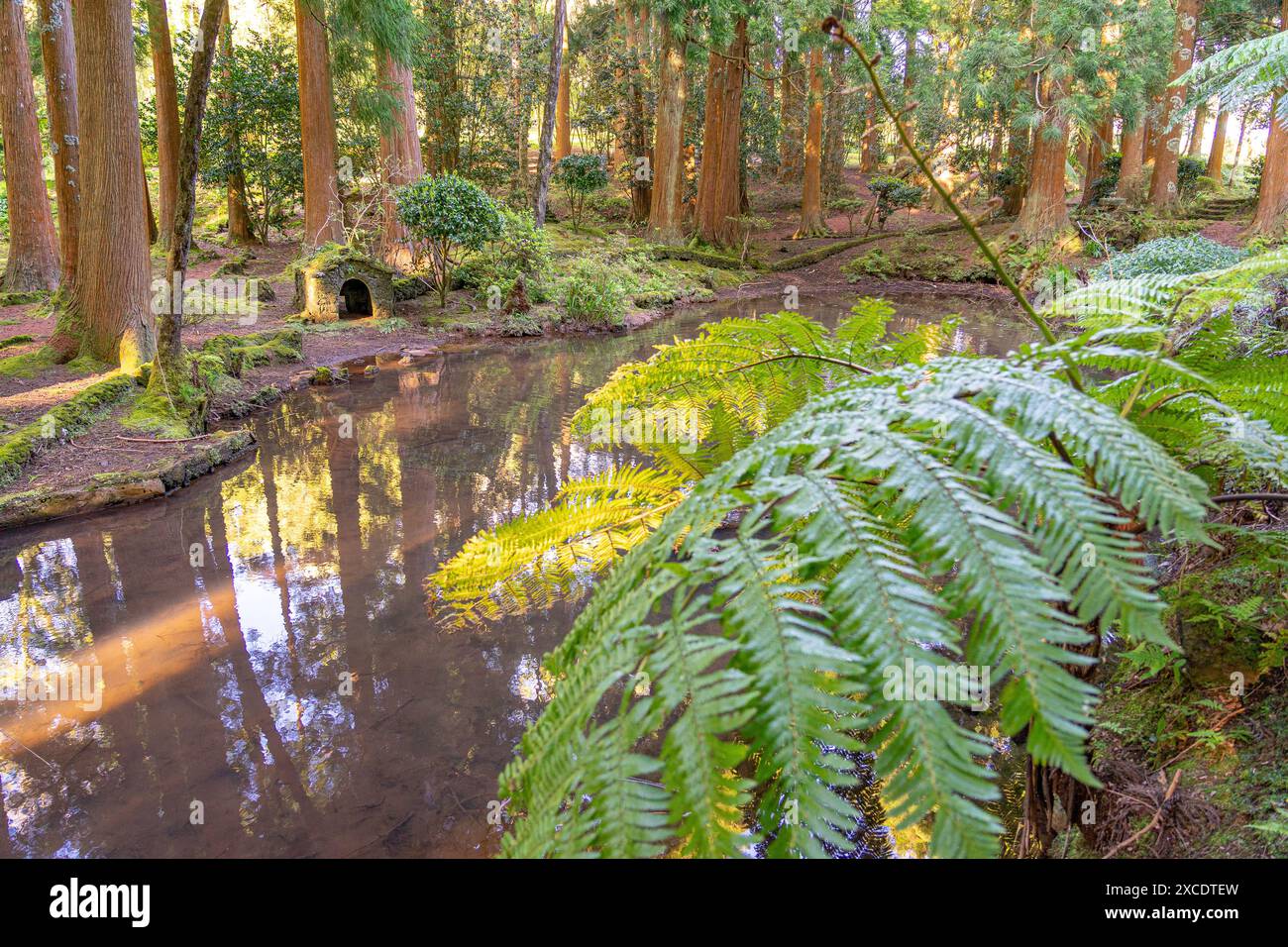 Friedliche Umgebung umgeben von Bäumen am späten Nachmittag im 7 Fontes Forest Park. São Jorge-Insel Azoren-Portugal. Stockfoto