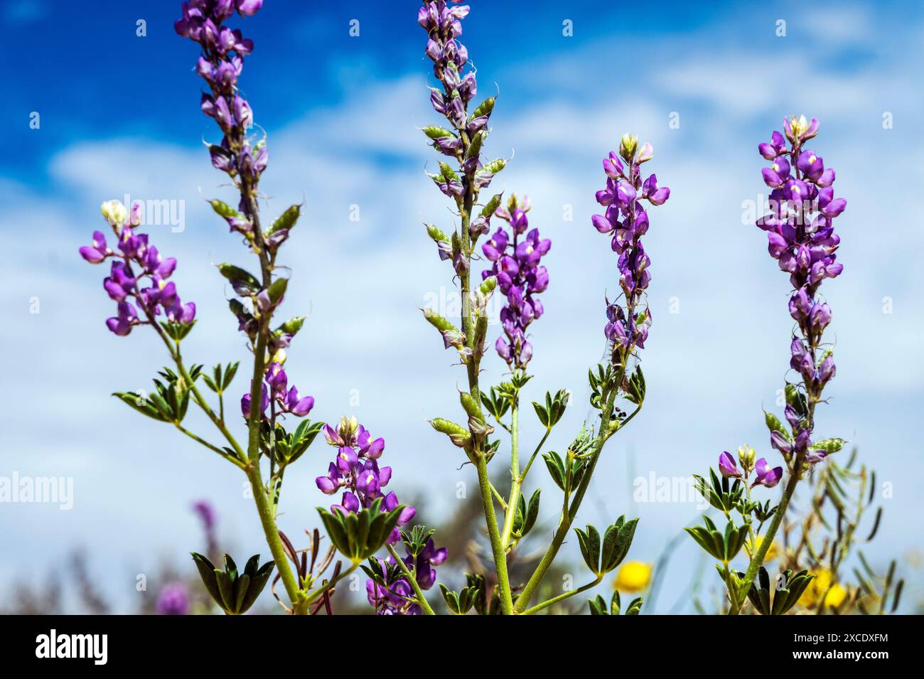 Blühende violette Arizona Lupine; Lupinus arizonicus; Joshua Tree National Park; Kalifornien; USA Stockfoto