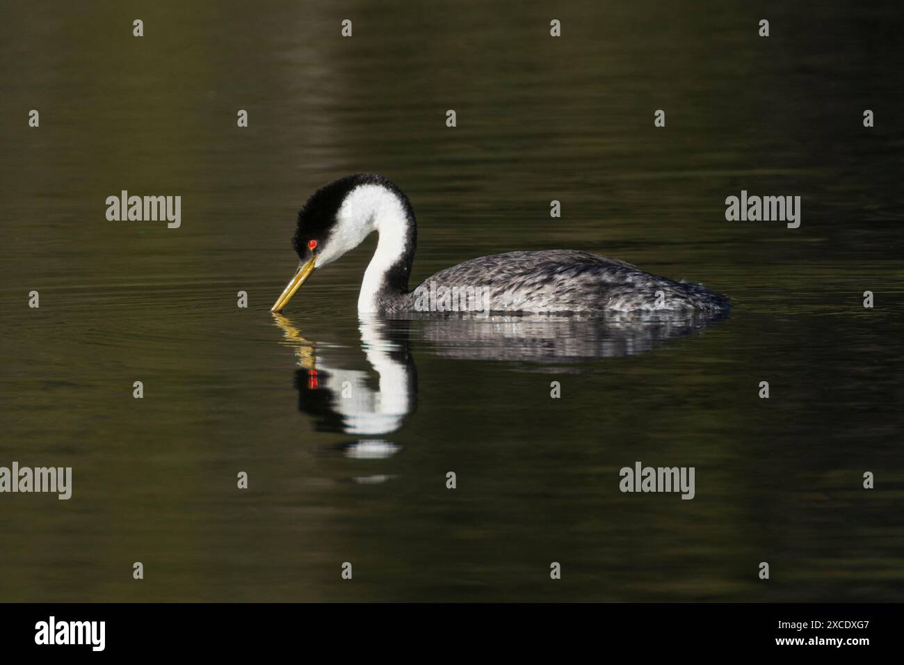 Einsamer Western Grebe (Aechmophorus occidentalis) schwimmt im Antelope Lake im Plumas County Kalifornien mit seinem Schnabel im Wasser, der seine rote Eiche zeigt Stockfoto