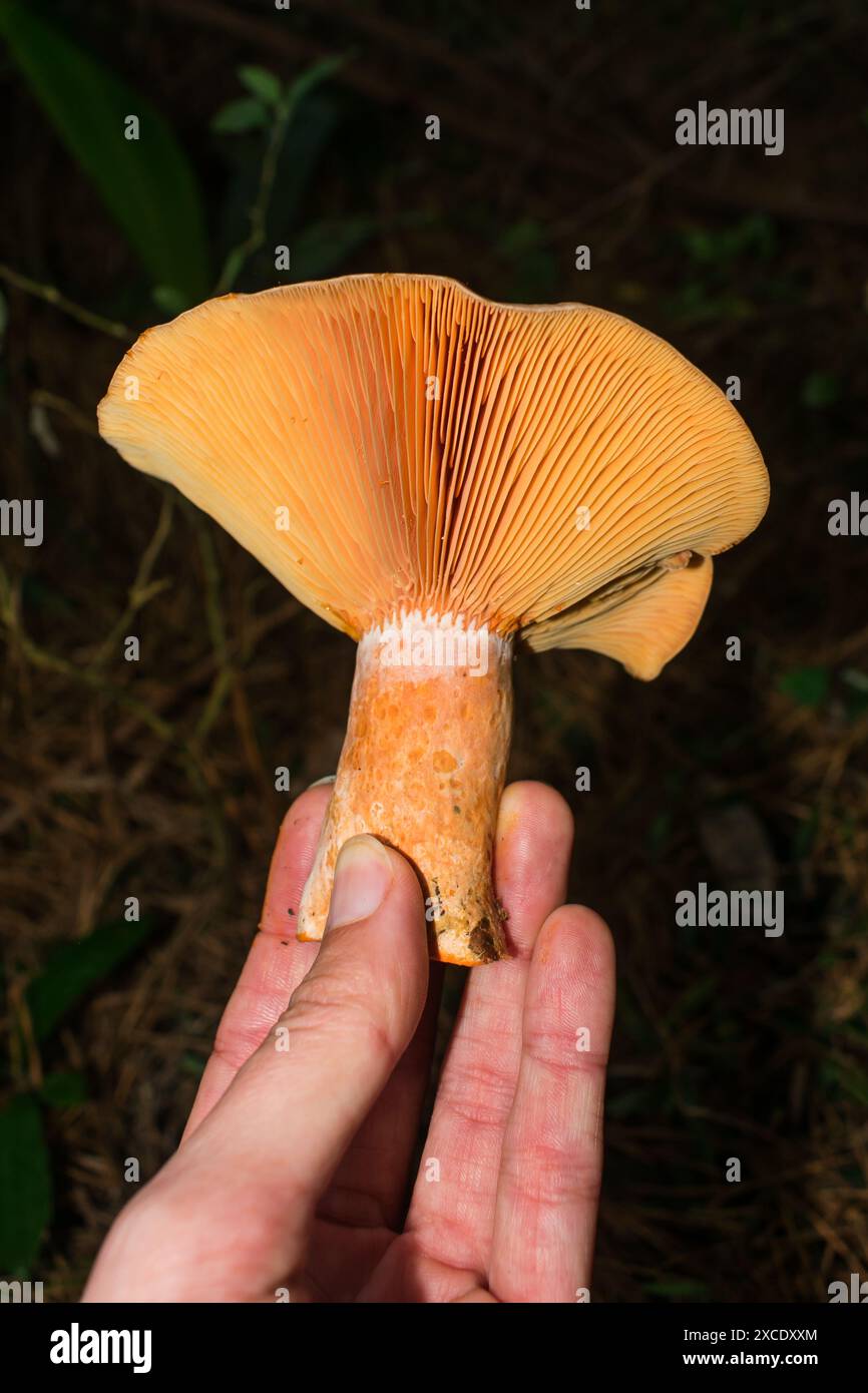 Laktarius quieticolor (Karottenmilchkappe) essbarer Wildpilz in Sao Francisco de Paula, Süd-Brasilien Stockfoto