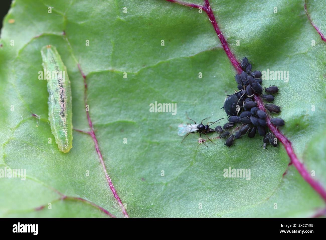 Winzige Parasitoide Wespe, die Blattläuse als Wirte verwenden Aphidiidae, Aphidiinae. Ein Weibchen, das Eier auf Blattlaus der schwarzen Bohnen legt, Aphis fabae. Stockfoto