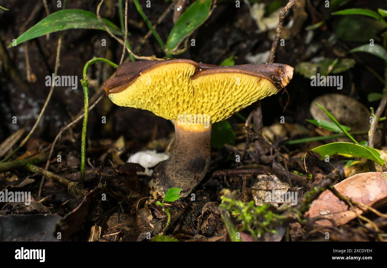 Boletinellus rompelii, wilder Speisepilz in Sao Francisco de Paula, Serra Gaucha - Süden Brasiliens Stockfoto