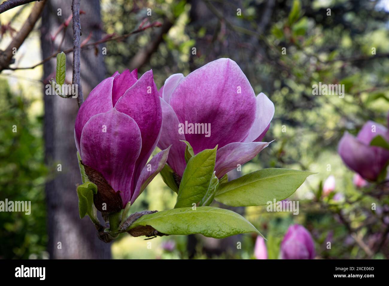 WA25442-00...WASHINGTON - die Blumen eines Magnolienbaums beginnen im Frühjahr im Kubota Garden in Seattle zu blühen. Stockfoto