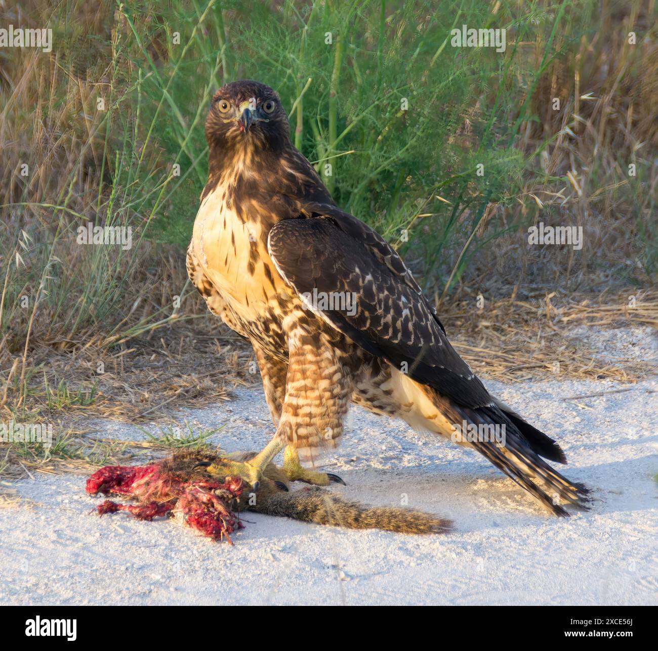 Rotschwanzhalk, Jungtier, mit Mahlzeit. Palo Alto Baylands, Santa Clara County, Kalifornien. Stockfoto