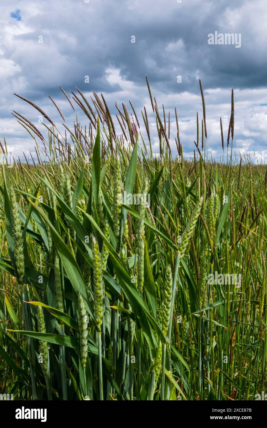 Black Grass, ein Unkraut, das auf einem Weizenfeld wächst. Suffolk, Großbritannien. Stockfoto