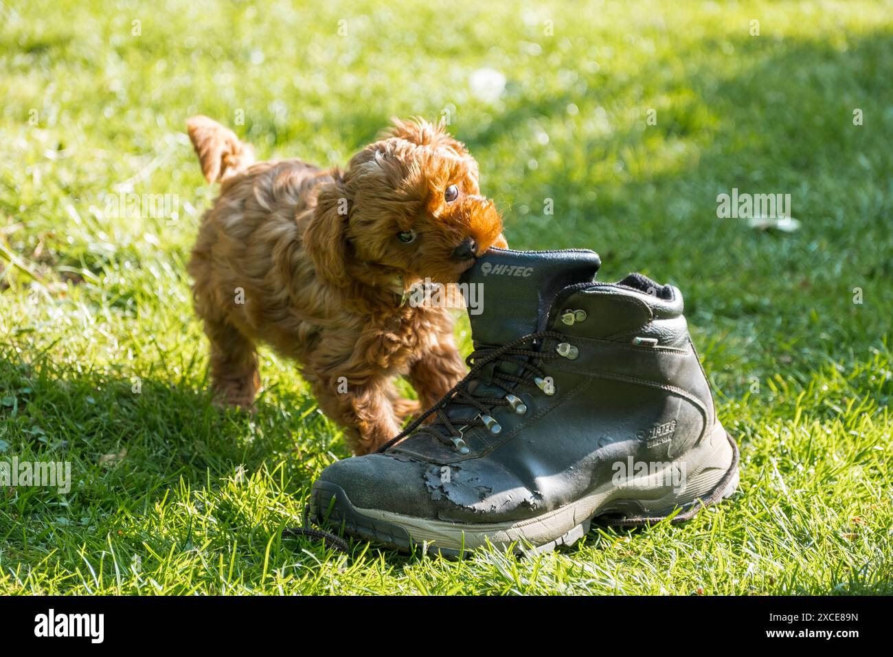 Bonnie, ein 2 Monate alter Cavapoo-Welpe, der mit einem Mann Laufschuh spielt. Stockfoto