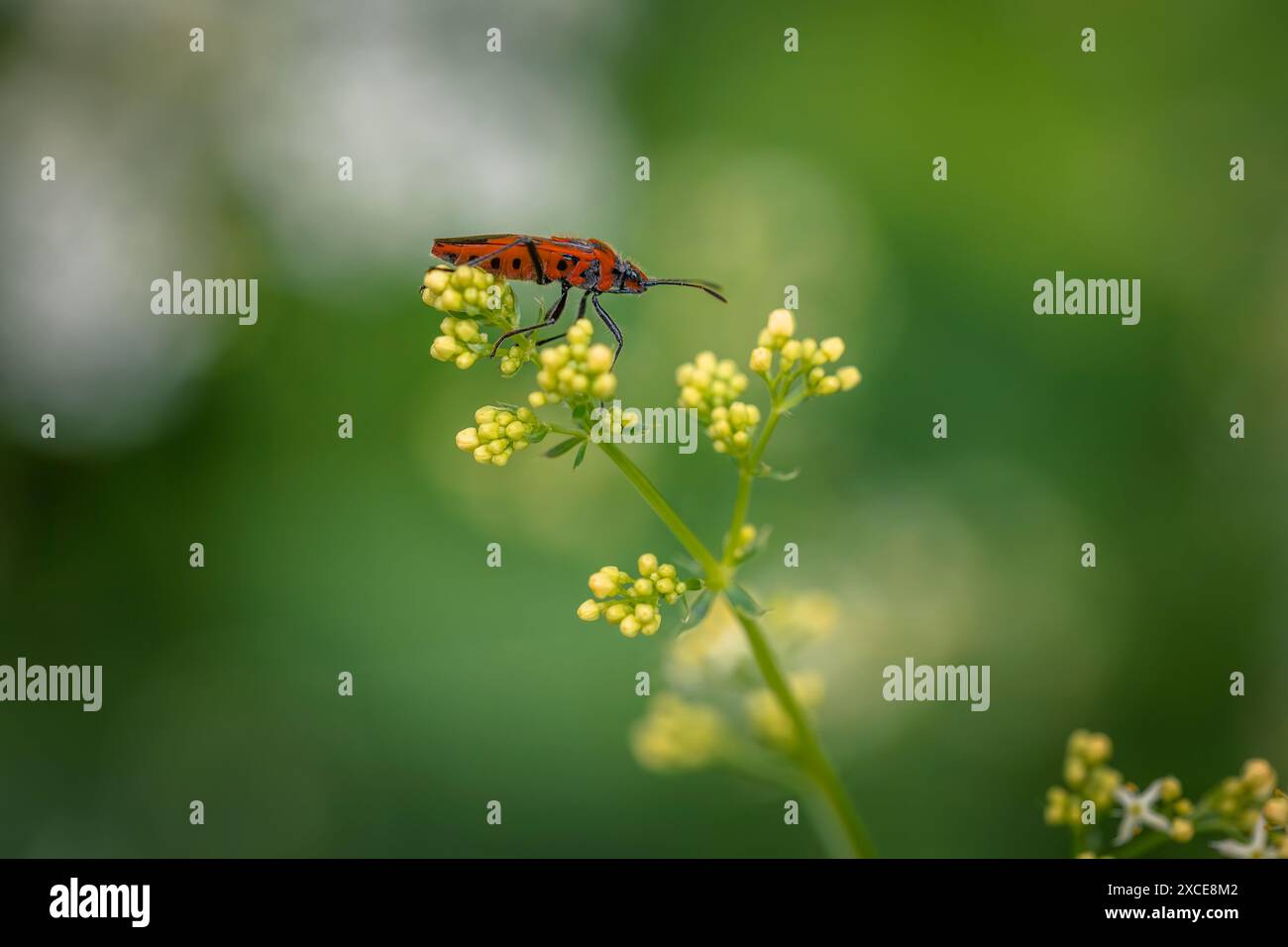 Gestreifte Käfer, rote und schwarze Streifen Stockfoto