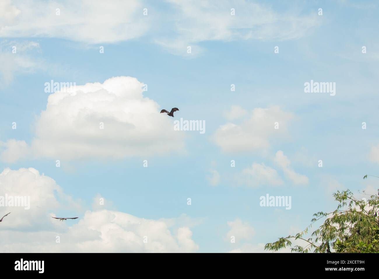 Close-up-hängende Marianenfruchtefledermaus (Pteropus mariannus) auf blauem Himmel-Naturhintergrund in Sri Lanka. Wilde Tiere in einer natürlichen Umgebung für Sie Stockfoto