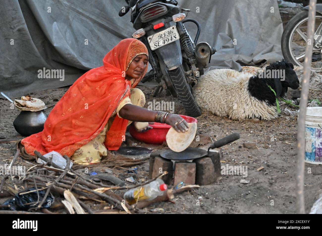 Ajmer, Indien. Juni 2024. Bakara Mandi Ajmer ein Viehmarkt während des Eid-Al-Adha Festivals. Tiere, die während des islamischen Festivals Eid ul Adha zum Opfer fallen, können auf einem Markt erworben werden. EID ul Adha, auch „Festival des Opfers“ oder Bakr Eid genannt, ist im islamischen Kalender von großer Bedeutung und wird weltweit gefeiert. (Foto: Shaukat Ahmed/Pacific Press) Credit: Pacific Press Media Production Corp./Alamy Live News Stockfoto