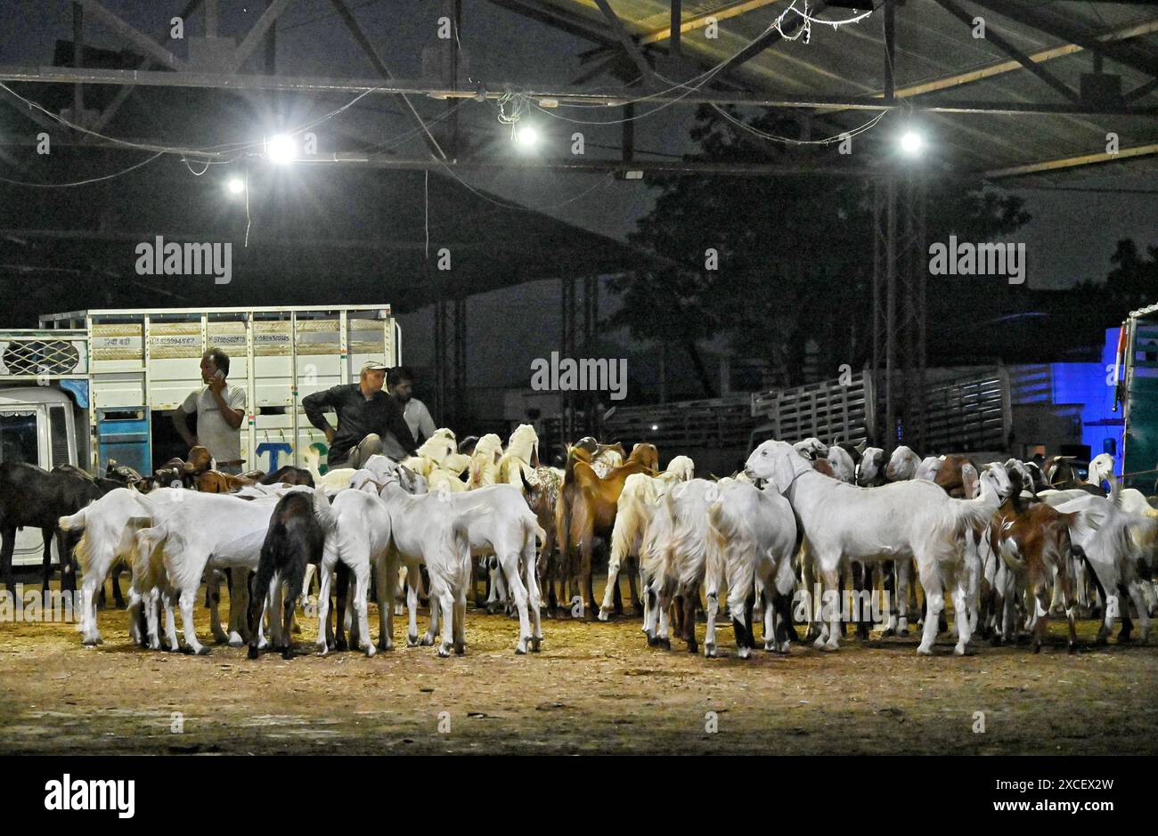 Ajmer, Indien. Juni 2024. Bakara Mandi Ajmer ein Viehmarkt während des Eid-Al-Adha Festivals. Tiere, die während des islamischen Festivals Eid ul Adha zum Opfer fallen, können auf einem Markt erworben werden. EID ul Adha, auch „Festival des Opfers“ oder Bakr Eid genannt, ist im islamischen Kalender von großer Bedeutung und wird weltweit gefeiert. (Foto: Shaukat Ahmed/Pacific Press) Credit: Pacific Press Media Production Corp./Alamy Live News Stockfoto