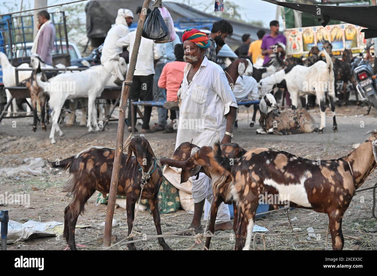 Ajmer, Indien. Juni 2024. Bakara Mandi Ajmer ein Viehmarkt während des Eid-Al-Adha Festivals. Tiere, die während des islamischen Festivals Eid ul Adha zum Opfer fallen, können auf einem Markt erworben werden. EID ul Adha, auch „Festival des Opfers“ oder Bakr Eid genannt, ist im islamischen Kalender von großer Bedeutung und wird weltweit gefeiert. (Foto: Shaukat Ahmed/Pacific Press) Credit: Pacific Press Media Production Corp./Alamy Live News Stockfoto