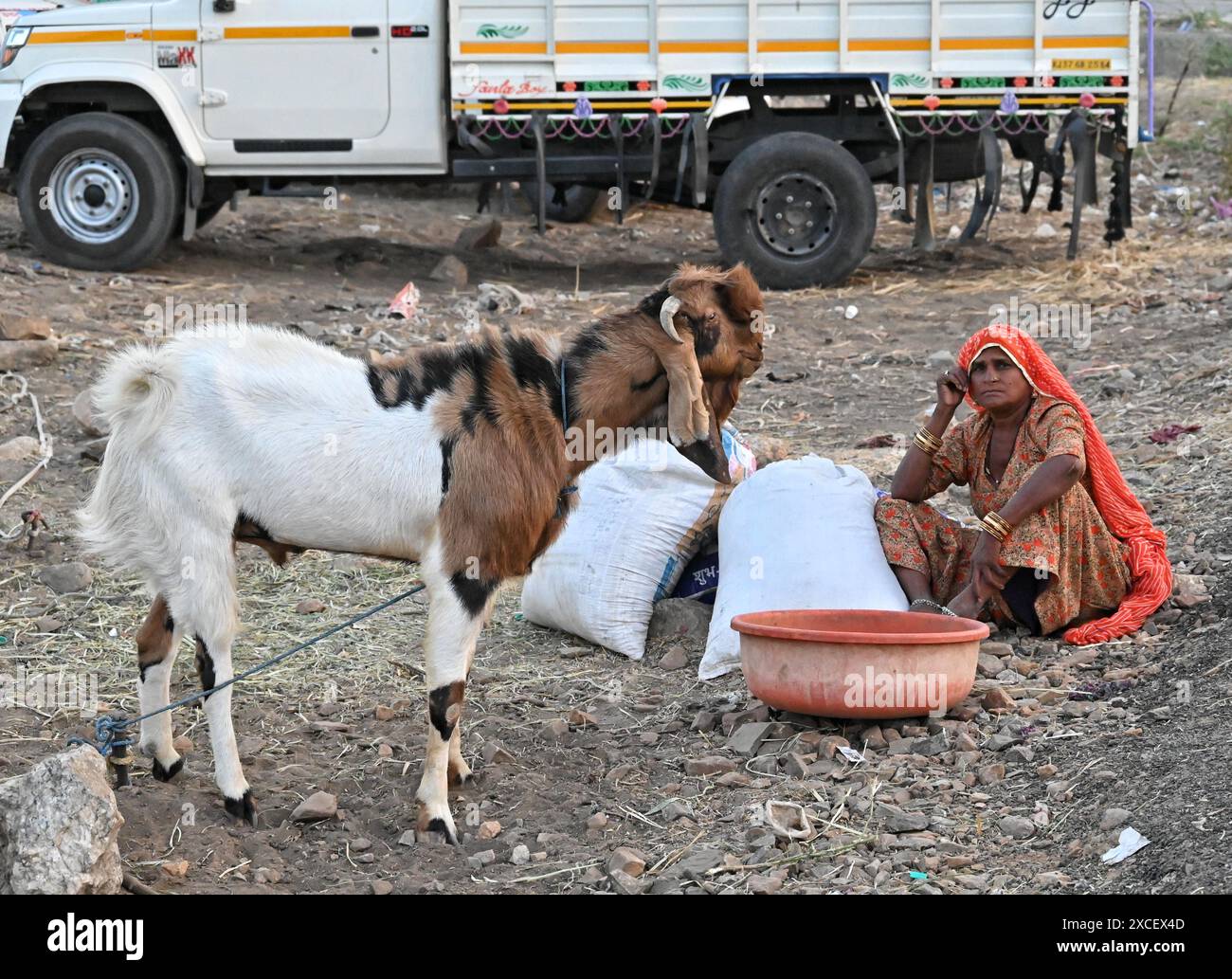 Ajmer, Indien. Juni 2024. Bakara Mandi Ajmer ein Viehmarkt während des Eid-Al-Adha Festivals. Tiere, die während des islamischen Festivals Eid ul Adha zum Opfer fallen, können auf einem Markt erworben werden. EID ul Adha, auch „Festival des Opfers“ oder Bakr Eid genannt, ist im islamischen Kalender von großer Bedeutung und wird weltweit gefeiert. (Foto: Shaukat Ahmed/Pacific Press) Credit: Pacific Press Media Production Corp./Alamy Live News Stockfoto