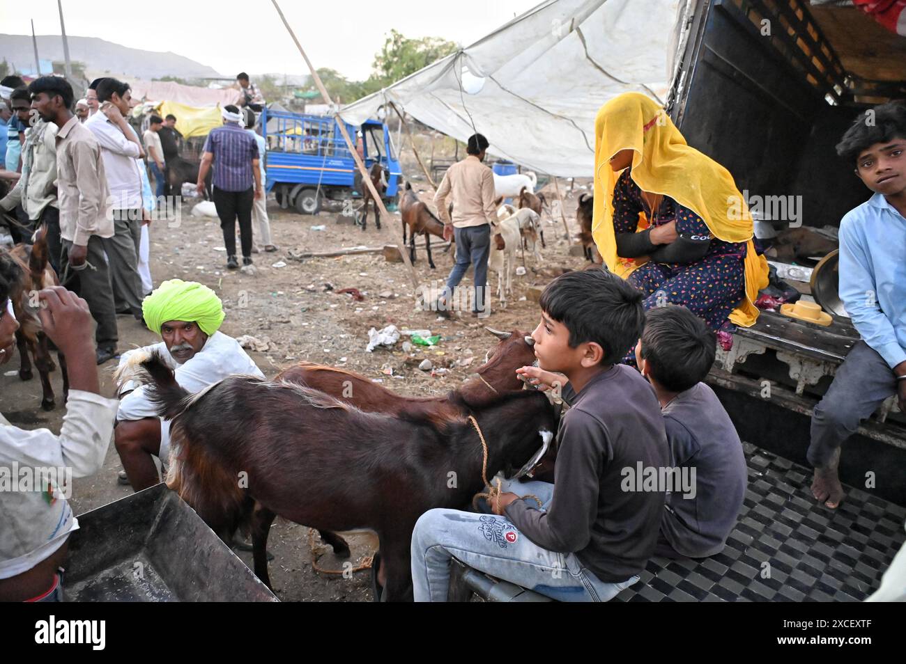 Ajmer, Rajasthan, Indien. Juni 2024. Bakara Mandi Ajmer ein Viehmarkt während des Eid-Al-Adha Festivals. Tiere, die während des islamischen Festivals Eid ul Adha zum Opfer fallen, können auf einem Markt erworben werden. EID ul Adha, auch bekannt als „Festival des Opfers“ oder Bakr Eid, hat große Bedeutung im islamischen Kalender und wird weltweit gefeiert. (Kreditbild: © Shaukat Ahmed/Pacific Press via ZUMA Press Wire) NUR REDAKTIONELLE VERWENDUNG! Nicht für kommerzielle ZWECKE! Stockfoto