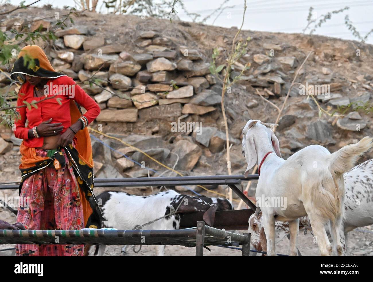 Ajmer, Rajasthan, Indien. Juni 2024. Bakara Mandi Ajmer ein Viehmarkt während des Eid-Al-Adha Festivals. Tiere, die während des islamischen Festivals Eid ul Adha zum Opfer fallen, können auf einem Markt erworben werden. EID ul Adha, auch bekannt als „Festival des Opfers“ oder Bakr Eid, hat große Bedeutung im islamischen Kalender und wird weltweit gefeiert. (Kreditbild: © Shaukat Ahmed/Pacific Press via ZUMA Press Wire) NUR REDAKTIONELLE VERWENDUNG! Nicht für kommerzielle ZWECKE! Stockfoto