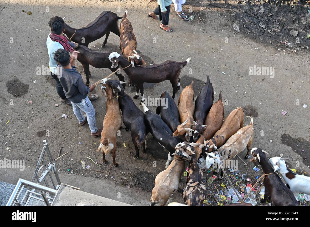 Ajmer, Rajasthan, Indien. Juni 2024. Bakara Mandi Ajmer ein Viehmarkt während des Eid-Al-Adha Festivals. Tiere, die während des islamischen Festivals Eid ul Adha zum Opfer fallen, können auf einem Markt erworben werden. EID ul Adha, auch bekannt als „Festival des Opfers“ oder Bakr Eid, hat große Bedeutung im islamischen Kalender und wird weltweit gefeiert. (Kreditbild: © Shaukat Ahmed/Pacific Press via ZUMA Press Wire) NUR REDAKTIONELLE VERWENDUNG! Nicht für kommerzielle ZWECKE! Stockfoto