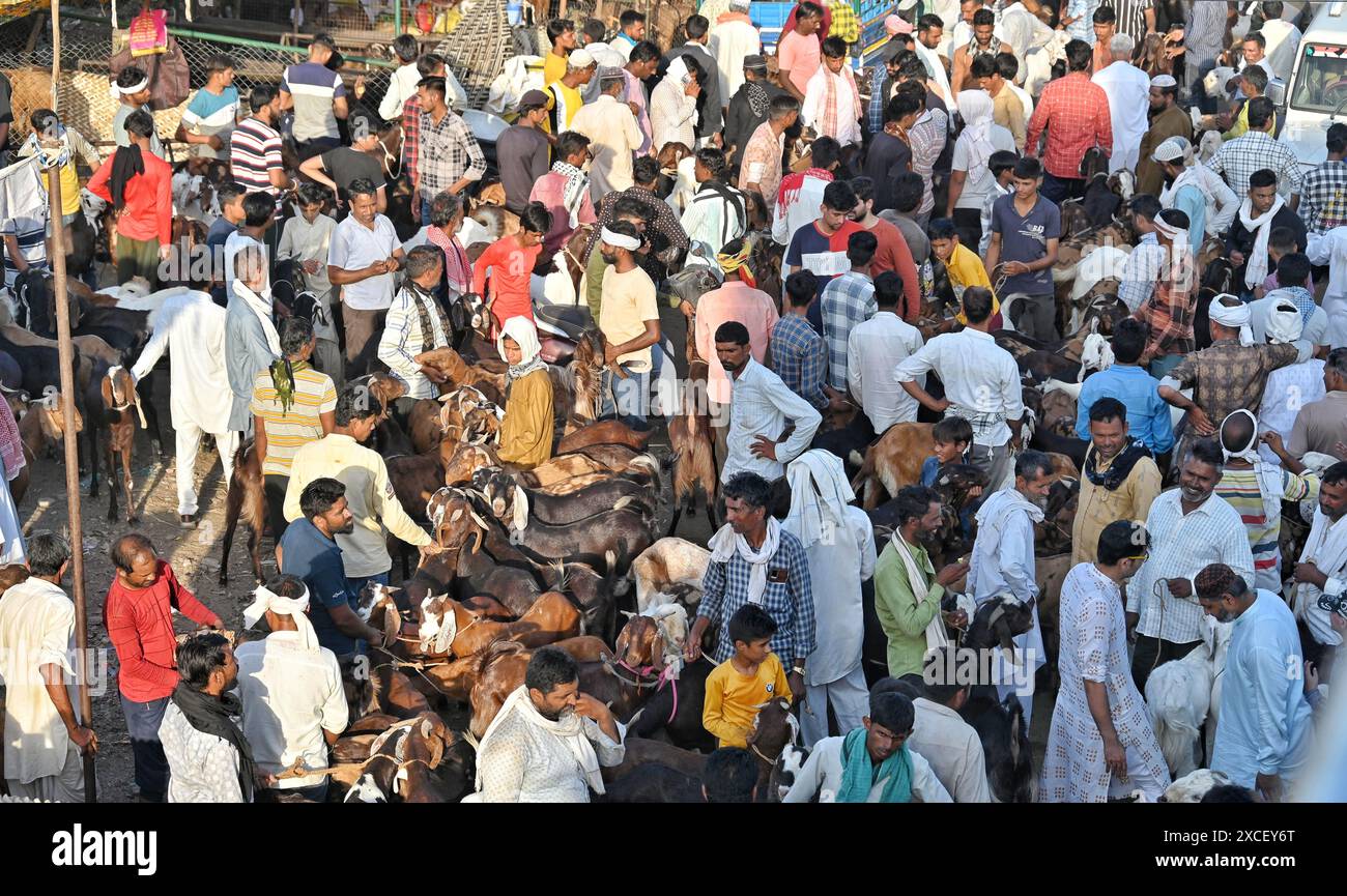 Ajmer, Rajasthan, Indien. Juni 2024. Bakara Mandi Ajmer ein Viehmarkt während des Eid-Al-Adha Festivals. Tiere, die während des islamischen Festivals Eid ul Adha zum Opfer fallen, können auf einem Markt erworben werden. EID ul Adha, auch bekannt als „Festival des Opfers“ oder Bakr Eid, hat große Bedeutung im islamischen Kalender und wird weltweit gefeiert. (Kreditbild: © Shaukat Ahmed/Pacific Press via ZUMA Press Wire) NUR REDAKTIONELLE VERWENDUNG! Nicht für kommerzielle ZWECKE! Stockfoto