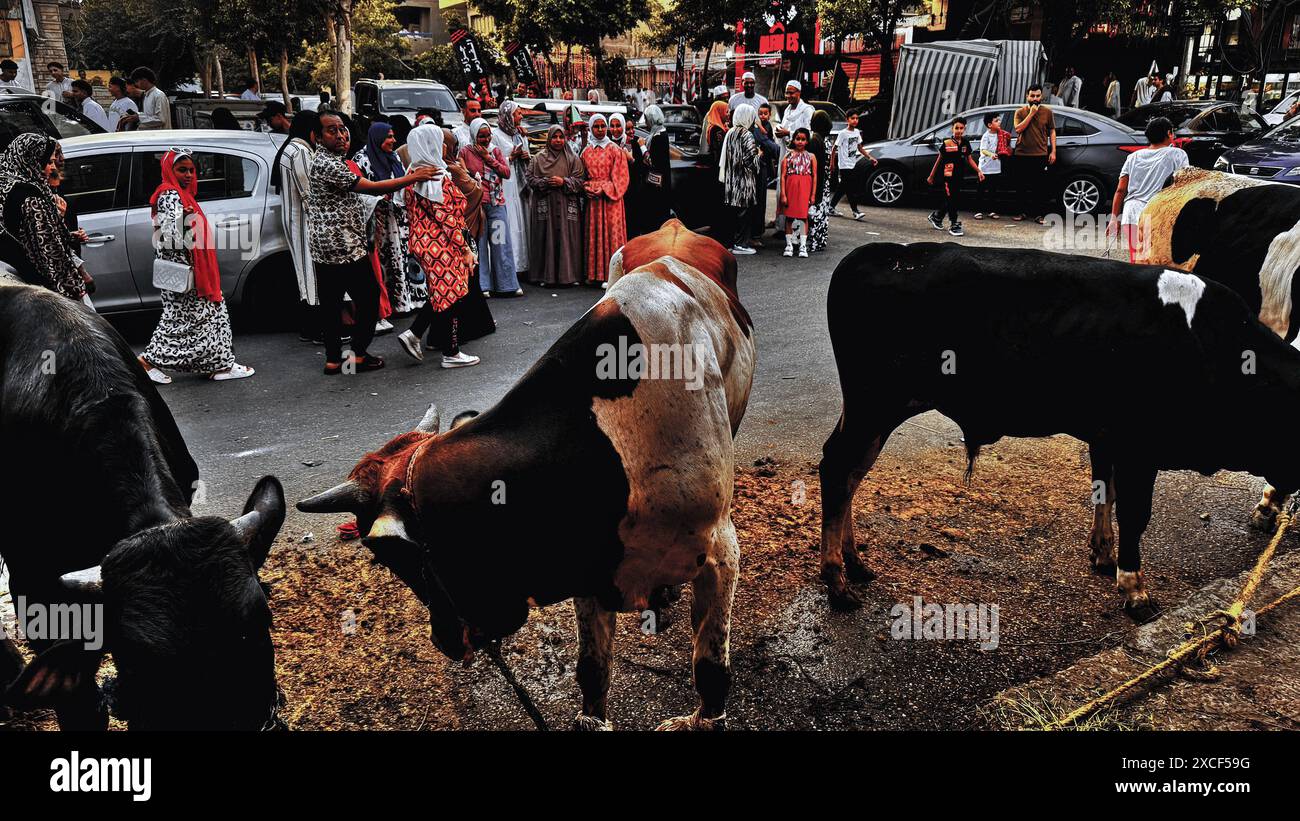 Kairo, Ägypten. Juni 2024. Ägypterinnen versammeln sich um Kühe, am ersten Tag des Eid-Feiertags, der das Ende der Hadsch-Pilgerfahrt nach Mekka markiert, am Sonntag, den 16. Juni 2024. Muslime auf der ganzen Welt feiern Eid al-Adha, um das Ende des Haj zu markieren, indem sie Schafe, Ziegen, Kühe und Kamele schlachten, um der Bereitschaft des Propheten Abrahams zu gedenken, seinen Sohn Ismail auf Gottes Befehl zu opfern. Foto von/UPI. Quelle: UPI/Alamy Live News Stockfoto