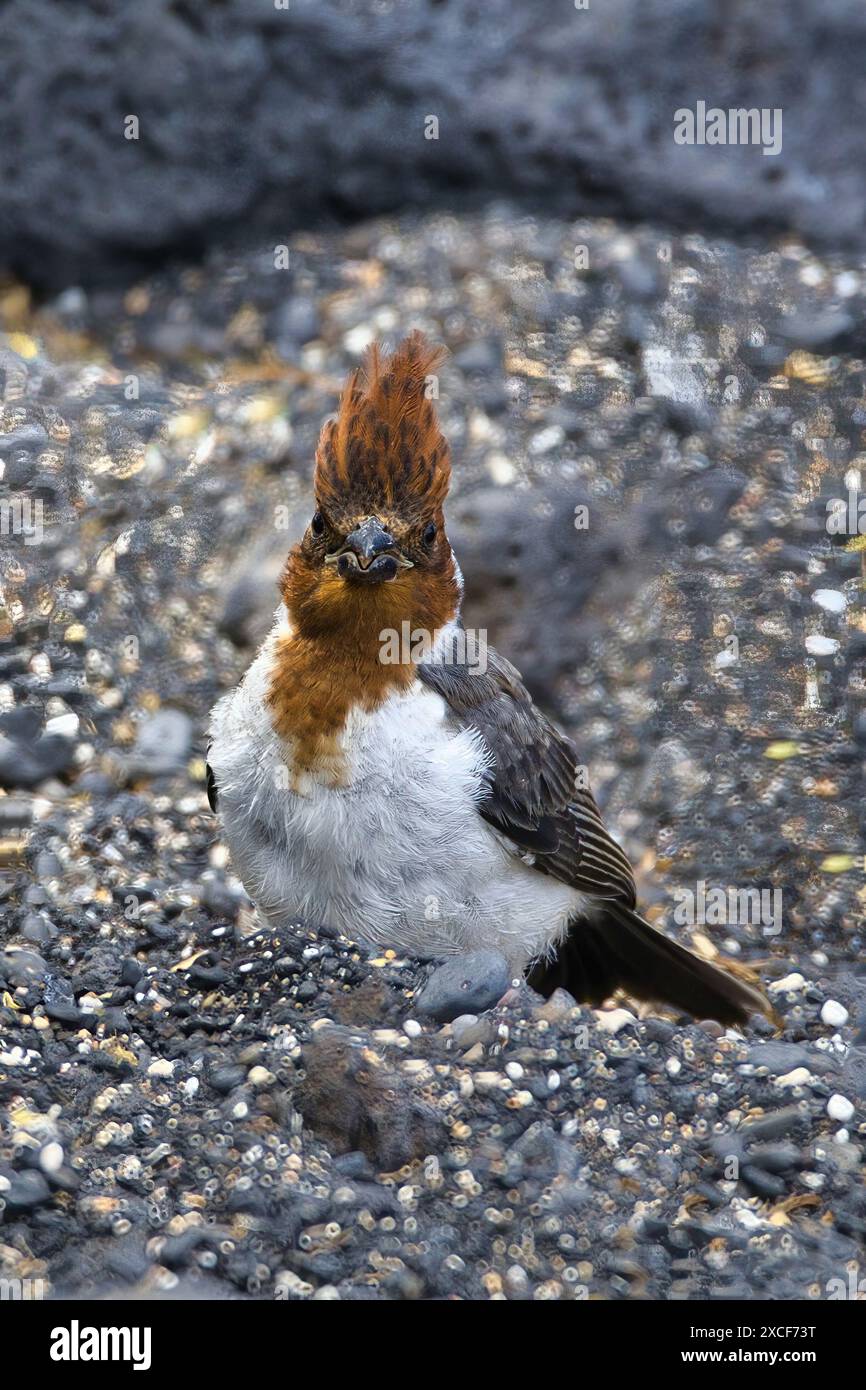 Der junge rothaarige Kardinal erkundet seine Umgebung. Stockfoto