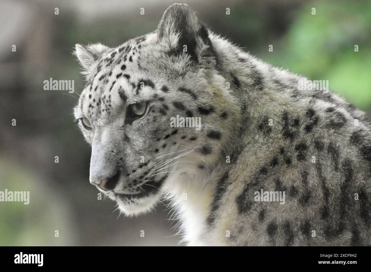 Der Schneeleopard (Panthera uncia), eine in den Bergen Asiens heimische Katze Stockfoto