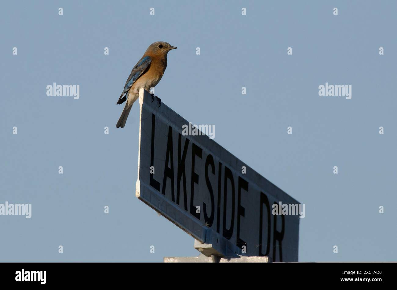 Eastern Bluebird, Sialia sialis, Weibchen auf Straßenschild Stockfoto