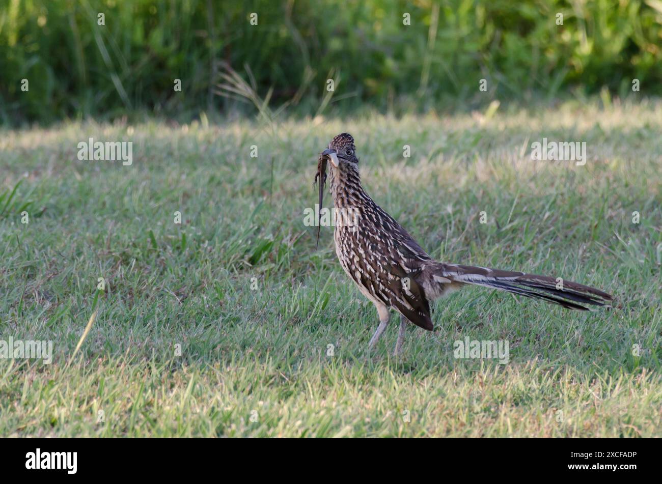 Greater Roadrunner, Geococcyx californianus, mit fünfzeiliger Skink, Plestiodon fasciatus, Beute Stockfoto