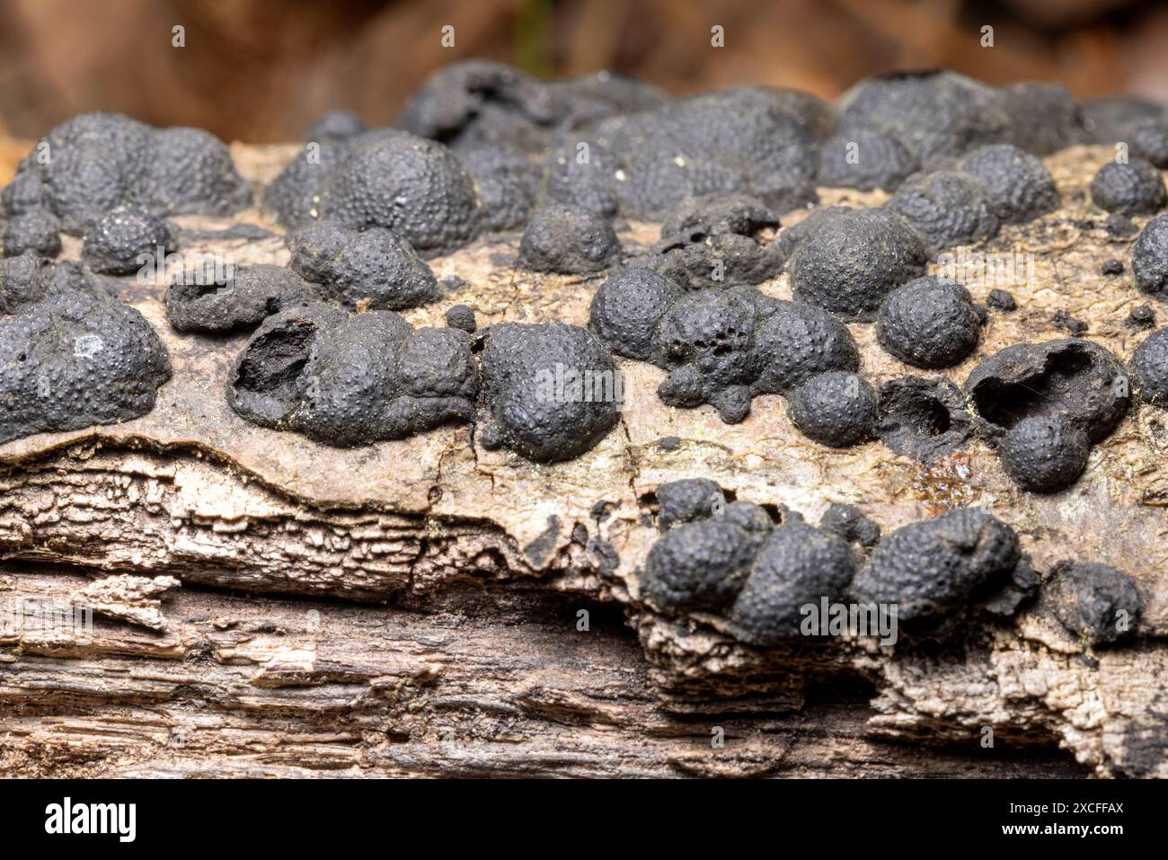 Annulohypoxylon-Pilzarten (Krämpfbälle) auf verfallendem Baumstamm - Brevard, North Carolina, USA Stockfoto