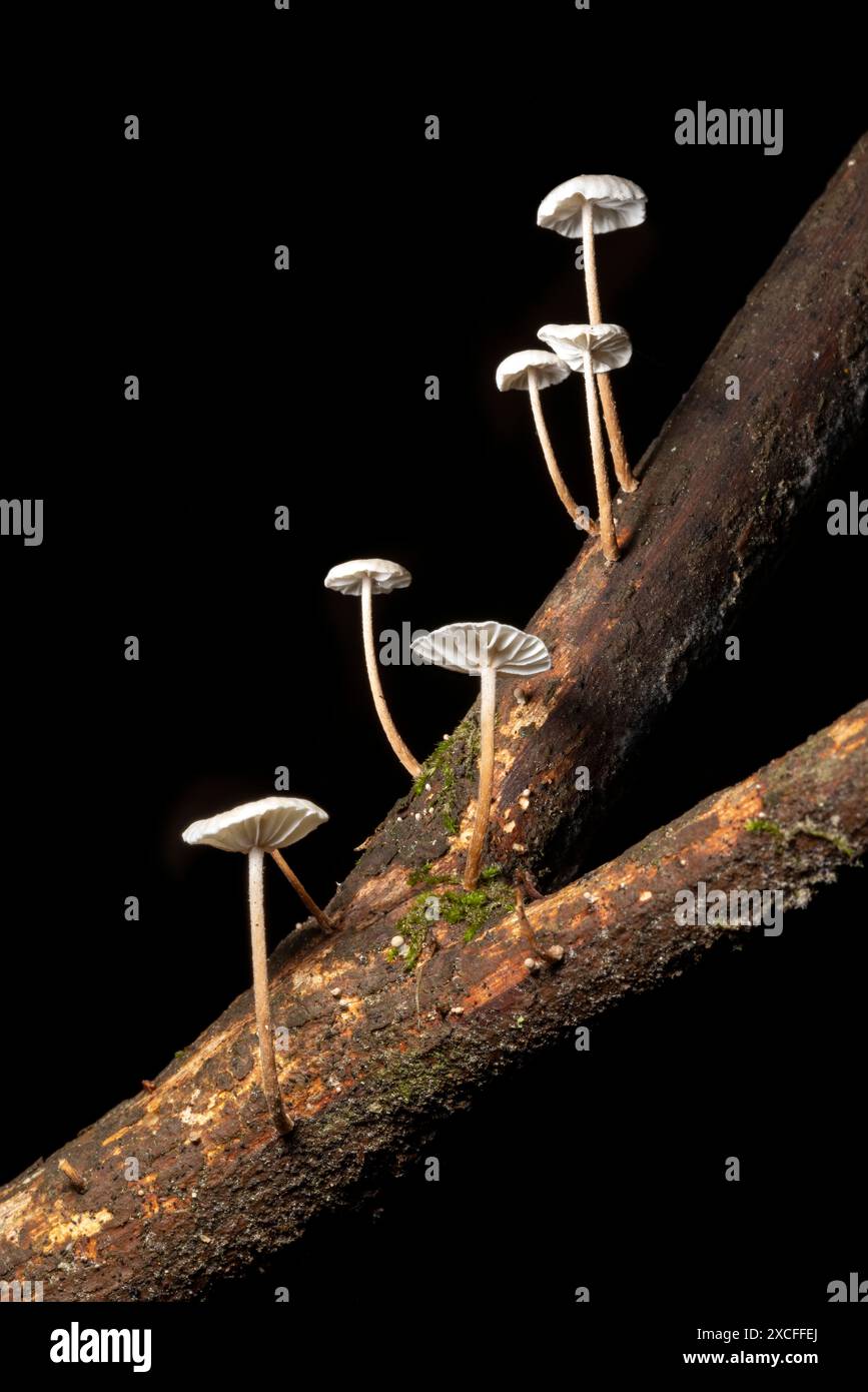 Nahaufnahme kleiner weißer Pilze (Marasmius sp.) Wächst auf einem Ast vor schwarzem Hintergrund - Brevard, North Carolina, USA Stockfoto
