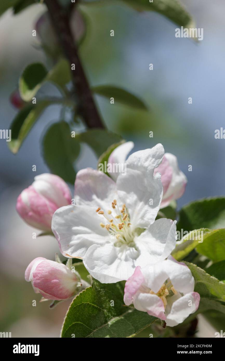 Schließen Sie die weiße Apfelblüte auf dem Baum Stockfoto