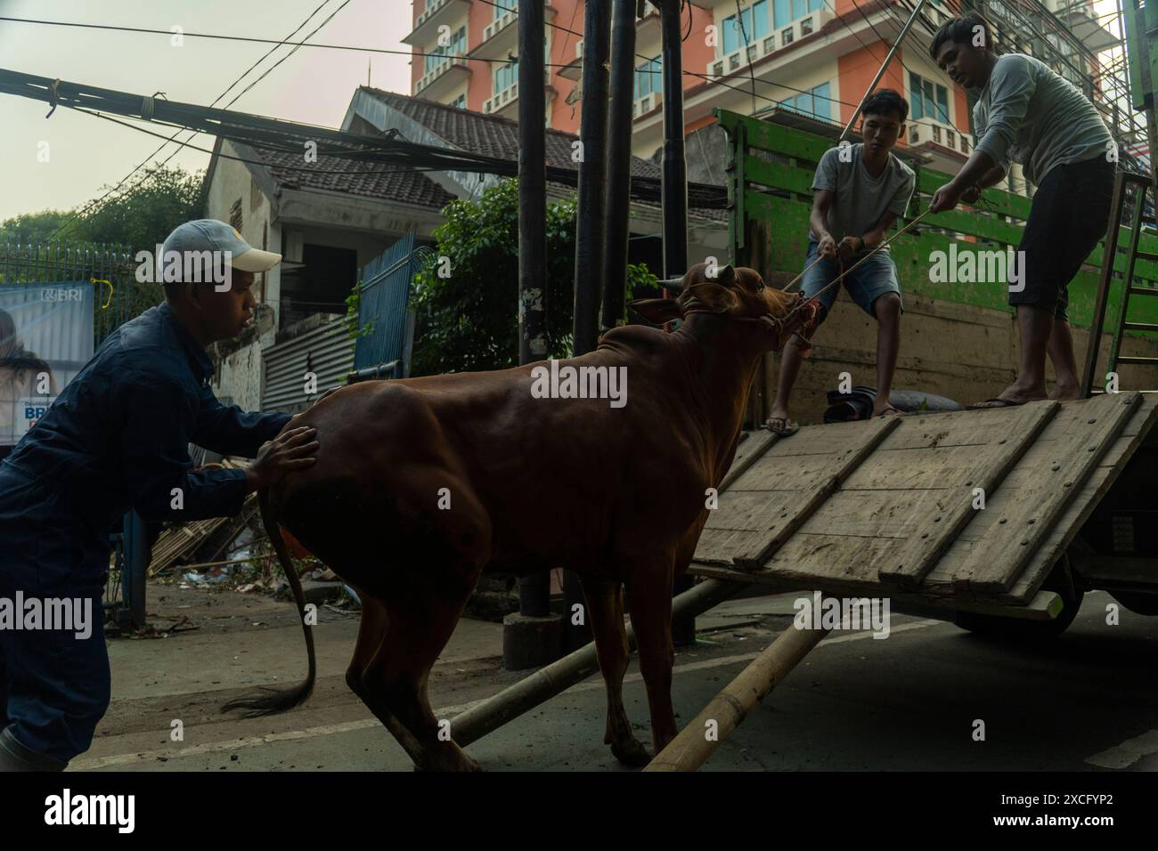 Zentrum Von Jakarta, Jakarta, Indonesien. Juni 2024. Der Verkäufer transportiert eine Kuh von einem Viehmarkt während der Eid Al-Adha Celebration in Jakarta. (Kreditbild: © Asyraf Rasid/ZUMA Press Wire) NUR REDAKTIONELLE VERWENDUNG! Nicht für kommerzielle ZWECKE! Stockfoto