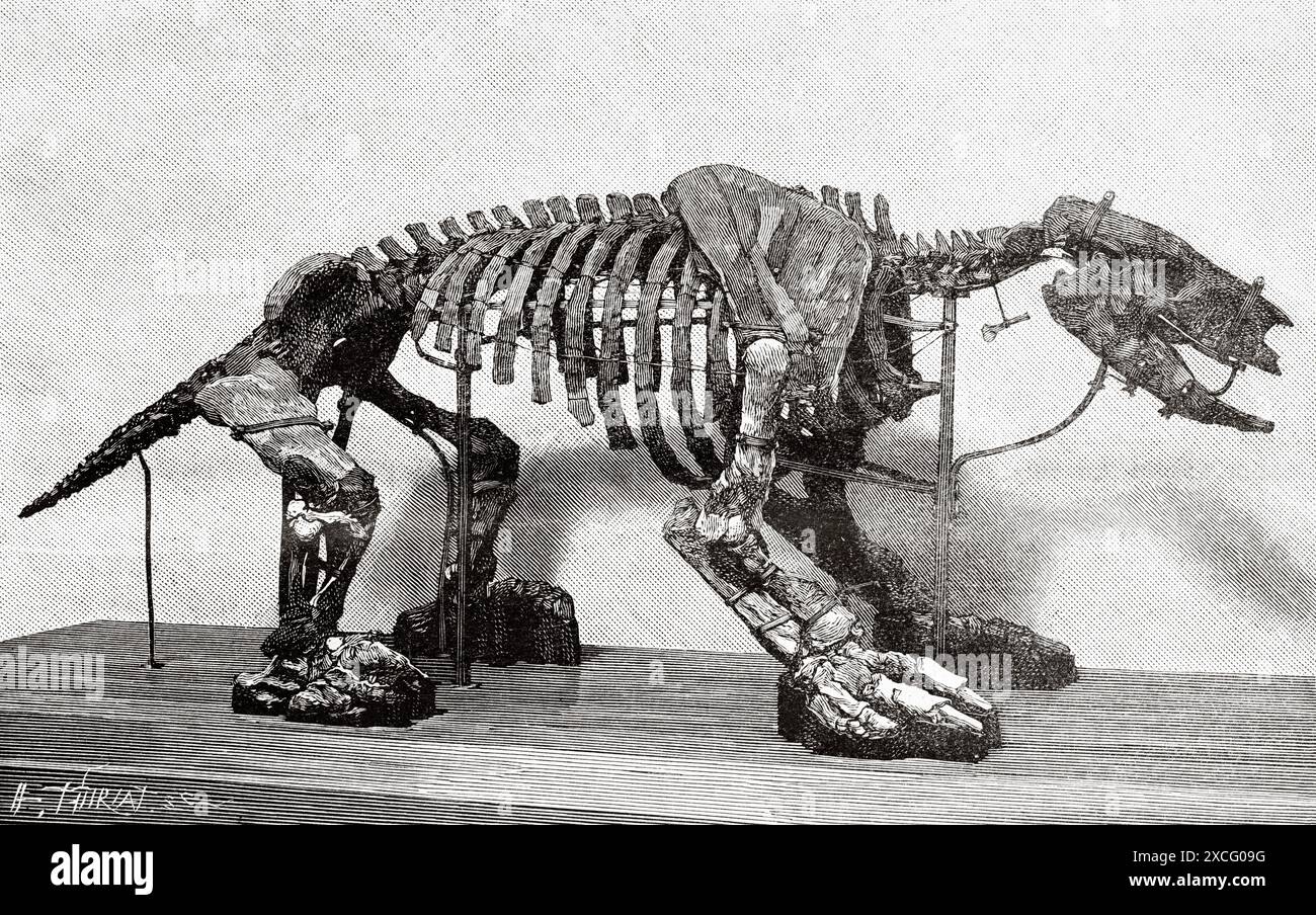 Scelidotherium leptocephalus Owen. Paläontologie-Galerie des Naturhistorischen Museums von Paris, Frankreich. Alte gravierte Illustration aus dem 19. Jahrhundert aus La Nature 1886 Stockfoto