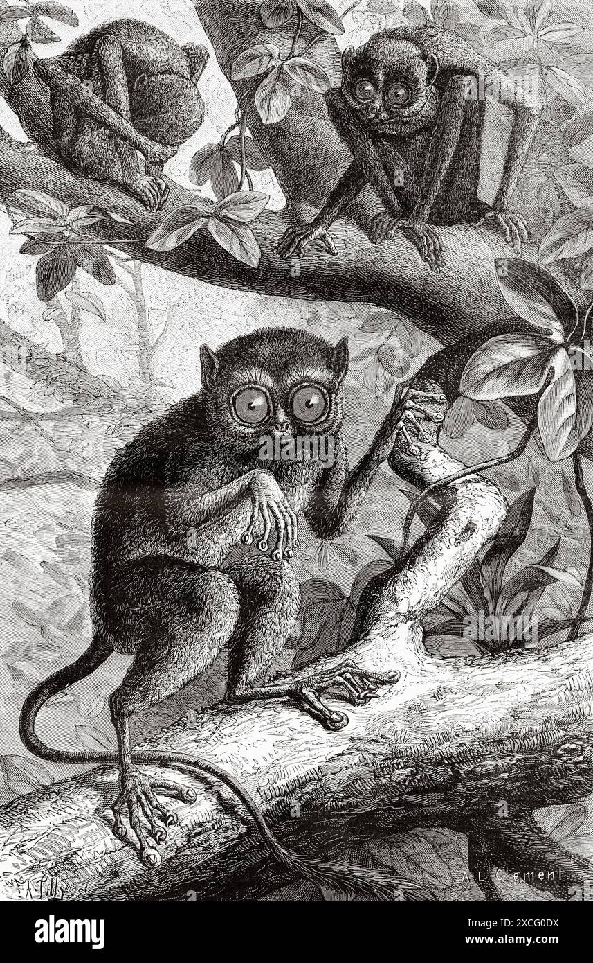 Philippinischer Tarsier. Tarsius syrichta. Alte gravierte Illustration aus dem 19. Jahrhundert aus La Nature 1886 Stockfoto
