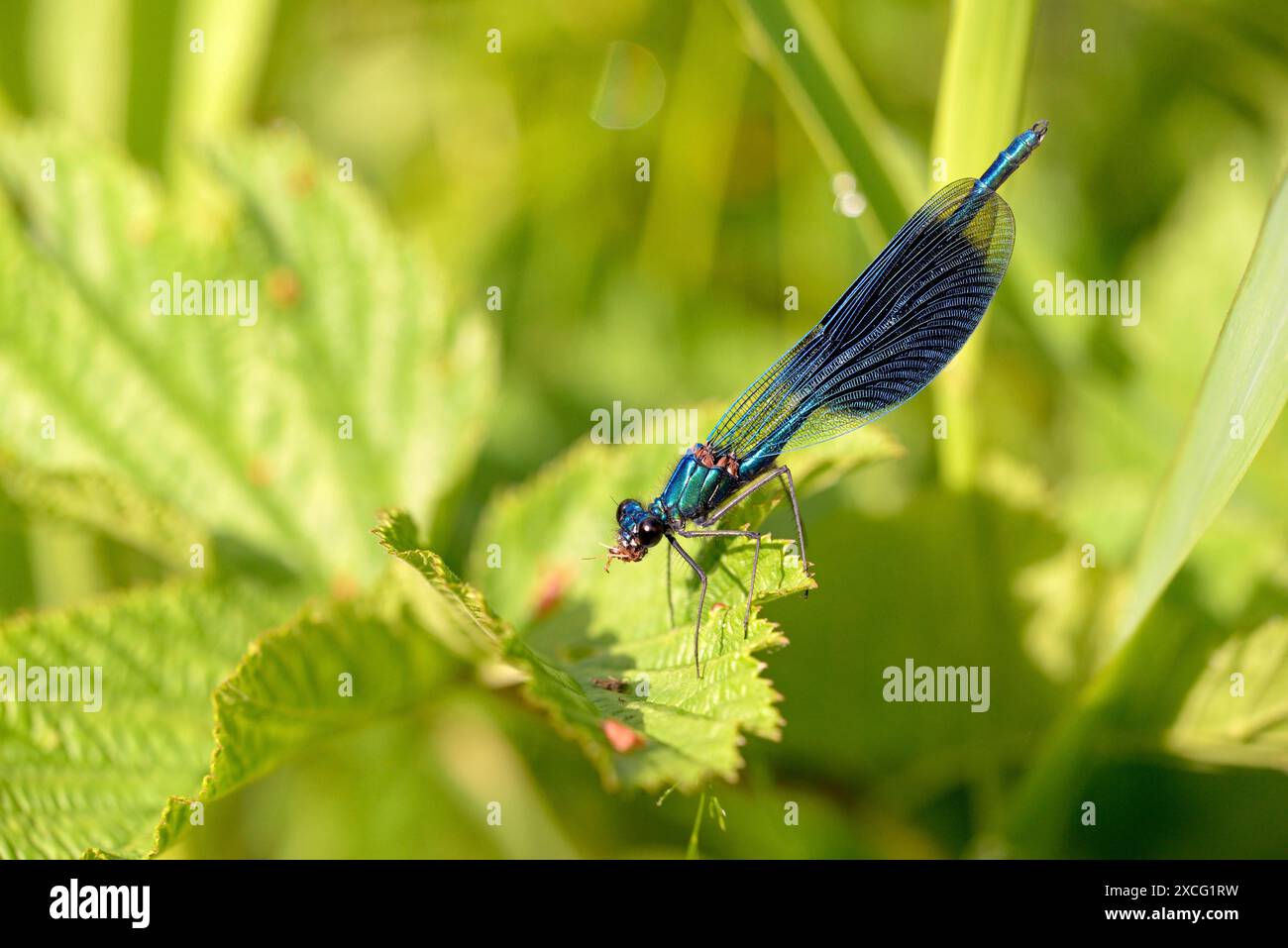 Auf einem grünen Blatt sitzende Bänderdemoiselle (Calopteryx splendens), mit Beute im Mundbereich, Nordrhein-Westfalen, Deutschland Stockfoto