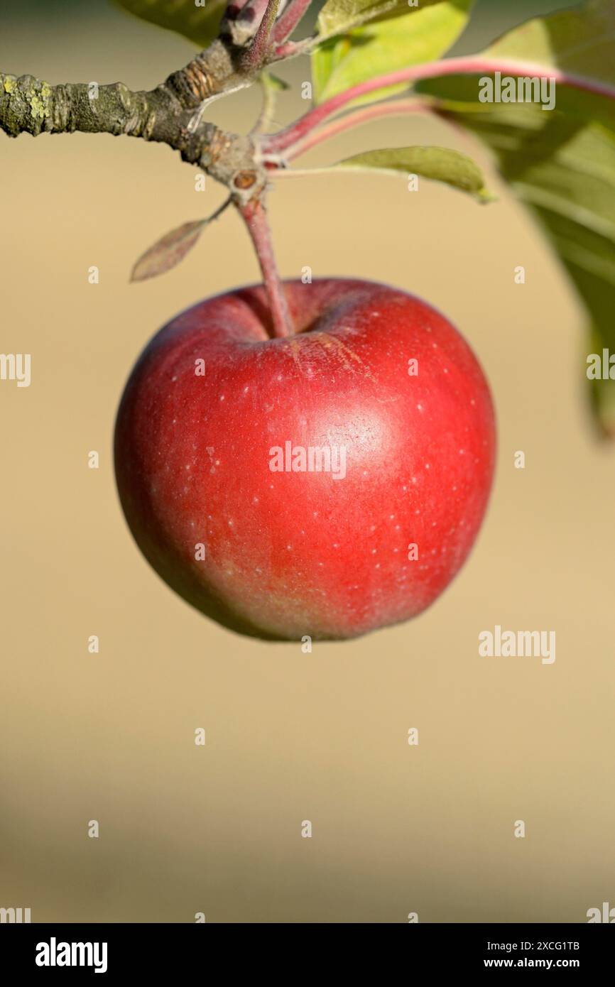 Apfelbaum (Malus domestica), Zweig mit rotem Apfel, Nordrhein-Westfalen, Deutschland Stockfoto