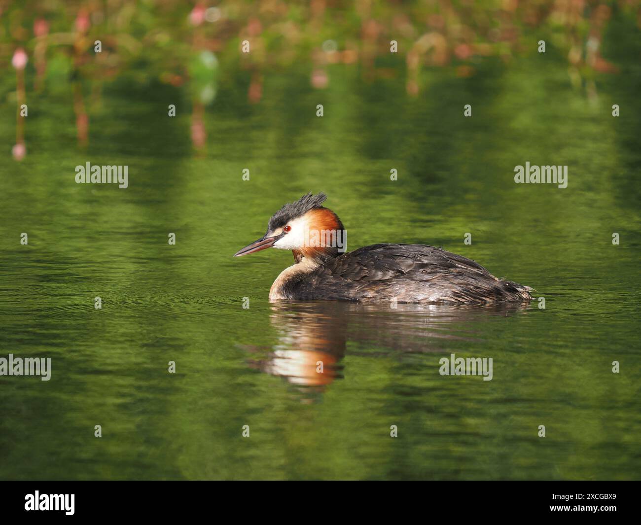 Großkäppchen füttern junge Tiere, die Größe der Beute nimmt mit zunehmendem Wachstum schnell zu. Stockfoto